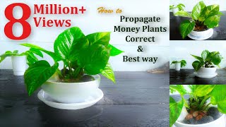 How to Propagate Money Plants Correct amp Best wayGREEN PLANTS [upl. by Bianca]