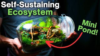 I Made a Self Sustaining Terrarium With a Mini Pond Here’s How [upl. by Cob]