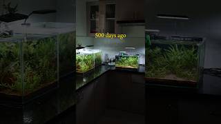 500 days tank update🌿 plants aquarium aquascaping shorts fyp fishtank fish [upl. by Andriana]