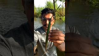 ഇത് ശെരിയാകുമോ  😜😱🥵 islandbroz mangrove mangroves plants viralvideo tree plant [upl. by Attej]