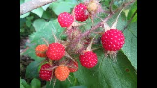 wine berries or red raspberries [upl. by Leaw702]