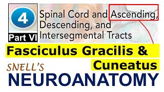 Chp4F Fasciculus Gracilis amp Cuneatus  Ascending Tracts  Snell Neuroanatomy Chp4 PartF [upl. by Casimire]