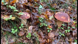 BOLETUS EDULIS VRGANJ [upl. by Eirahs]