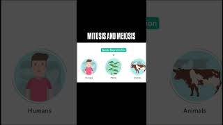 Mitosis vs Meiosis Key Differences amp Phases Explained [upl. by Gati]