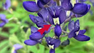 The Texas Bluebonnet [upl. by Bostow741]