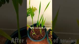 Update of gladiolus bulbs after 3 months Feeling so happy ☺️☺️☺️FJParadise gladiolus [upl. by Armilda]