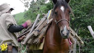 Alistamiento de caballo para recolección de caña de Azúcar Apero [upl. by Leahcimsemaj]