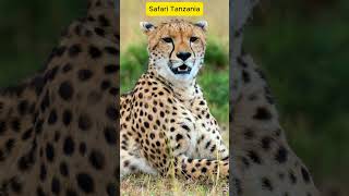 Tanzania Safari Explore with Zanziworld Tours [upl. by Shah]