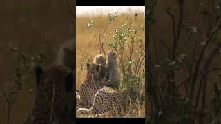 Playful Moments Cheetah Cubs with Their Mothercheetah [upl. by Voltz]