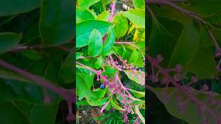 According to my app This is Pokeweed Dangerous plant Dont eat esp the root [upl. by Curren133]