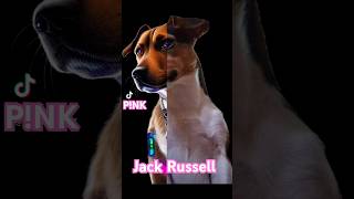 Robo Jack Russell Dog Pnk 🦾 Jack Russell shorts  jackrussellterrier tiktok [upl. by Pavia]