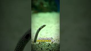 5 Amazing Deep Sea Plants You Wont Belive [upl. by Della]