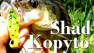 Nage de leurres  Shad Relax Kopyto  GoPro HD [upl. by Shaylyn518]