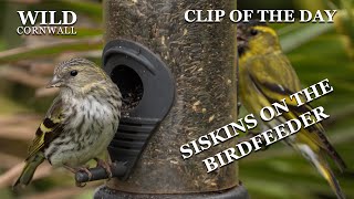 Siskins on the birdfeeder  Clip of the day [upl. by Castillo242]