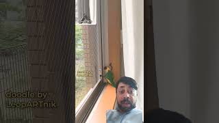 Very Nice birds Window Clean parrot birds animals cute pets [upl. by Nessim]