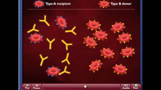 Cytotoxic  Type II Hypersensitivity [upl. by Mylo]