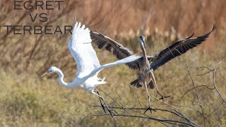 Egret VS TerBear [upl. by Swarts77]