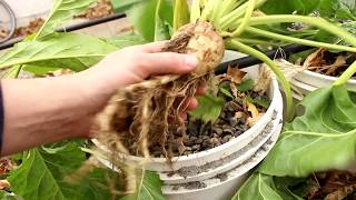 Gardening With Cody 12017 Week 30 Sugar From Beets [upl. by Jacki589]