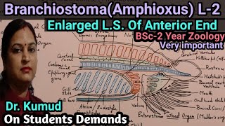 Branchiostoma Amphioxus Enlarged LS View Of Anterior End Of Amphioxus BSc2YearZoologyHindi [upl. by Leirda]