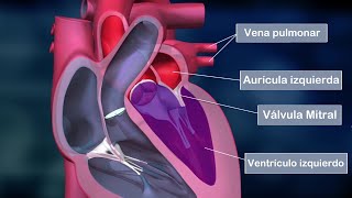 El CORAZÓN HUMANO partes aurículas ventrículos válvulas funciones anatomía [upl. by Aidile]