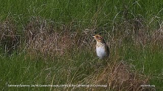 Saltmarsh Sparrow [upl. by Hsemin]