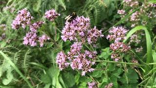 Identifying Wild Marjoram Origanum vulgare and how to use it [upl. by Eiznekcm]