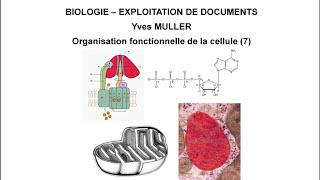 7 Rôle énergétique de la mitochondrie  Thème  Organisation fonctionnelle de la cellule [upl. by Alael377]