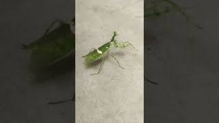 mantis dancing meme  subscriber short shorts shortsfeed wildlife public [upl. by Eseilenna]