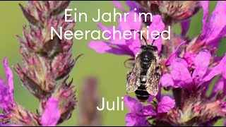 Juli im Neeracherried Ohne Blumen keine Bienen [upl. by Esilana698]