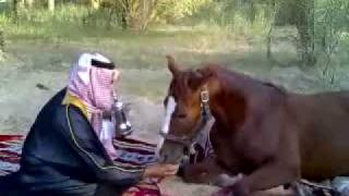 الحصان عقاب يتقهوى عند يعقوب arabian horse shake hands [upl. by Kling]