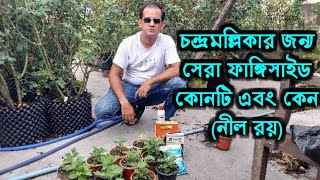 চন্দ্রমল্লিকার জন্য আদর্শ ফাঙ্গিসাইড BEST FUNGICIDES FOR CHRYSANTHEMUM [upl. by Alroi]