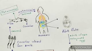 Metagonimiasis  Metagonimus yokogawai  Structure life cycle symptoms  Bio science [upl. by Azile]