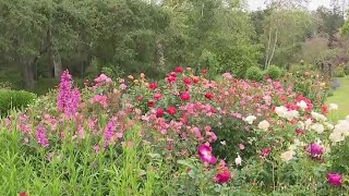 Roses in bloom at Descanso Gardens [upl. by Niad]