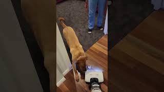 My Dog vs Tineco Floor One S7 Robot Vacuum  Funny Dog Videos [upl. by Nohtanoj]