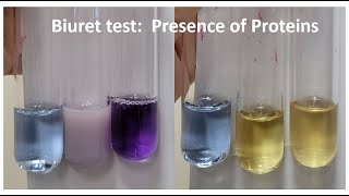 BIURET TEST Presence of Proteins [upl. by Doowrehs979]