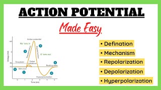 Cardiac Action Potential Animation  Cardiovascular Physiology [upl. by Ativak]