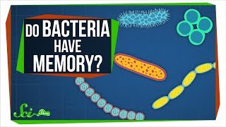 Do Bacterial Cells Store Memories [upl. by Raychel]