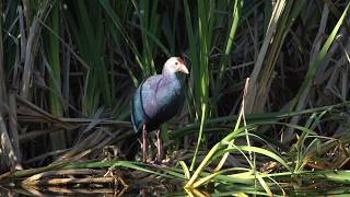 Grey headed Swamphen [upl. by Codi]