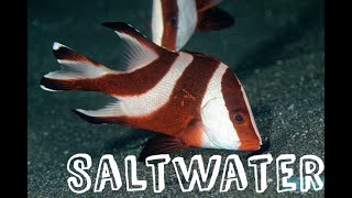 Saltwater Fish Arrivals 91324 [upl. by Adelina811]