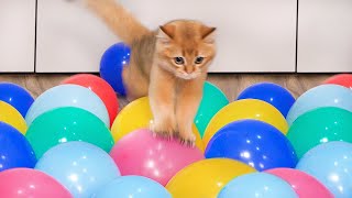 Can Cats Walk On Balloons  Compilation [upl. by Matias]