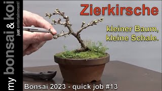 Bonsai 202314  quick job 13  Fuji Kirsche  Märzkirsche  kleiner Baum kleine Schale [upl. by Bisset]