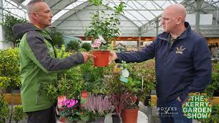 Shrubbery  The Kerry Garden Show [upl. by Aixela]