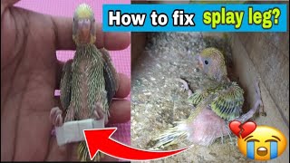 PAANO BA AYUSIN ANG SPLAY LEGS SA LOVEBIRDS HOW TO FIX SPLAY LEGS IN BIRDS [upl. by Philan]