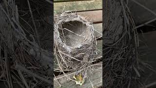 Abandoned bird’s nests Really cool birds birdnest [upl. by Fira57]