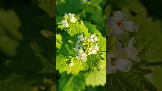 Alliaria petiolata or garlic mustard  Spring mood in the garden [upl. by Ahsiekram]