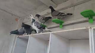 Breeding Season with the Devriendt Racing Pigeons [upl. by Rayle]