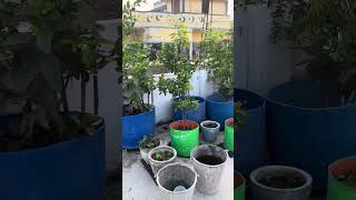 My terrace garden tour 7th October at 5pm Grapes Guava pomegranate mango Sapodilla amp vegflow [upl. by Salchunas]