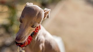 Italian Greyhound Therapy Dogs Bringing Comfort to Hospitals [upl. by Wadlinger920]