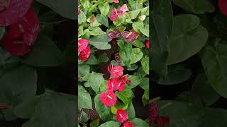 Anthurium andraeanum is a flowering plant in the family Araceae used for cut flowers [upl. by Esyak]