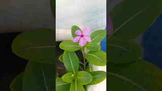 Vinca plant care vincaplant planting flowerplants shorts homegardening [upl. by Tallu]